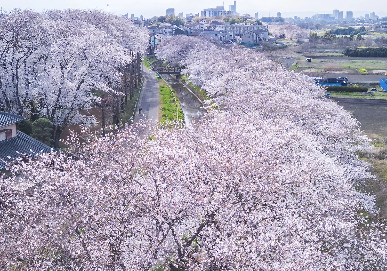 見沼田んぼの桜回廊